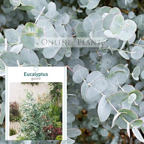 Eucalyptus Gunnii Cider Gum For Sale Online Plants