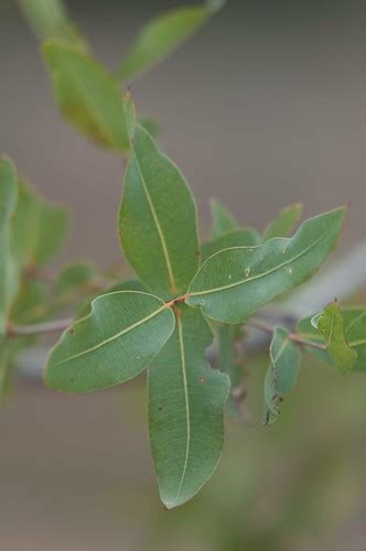 Eucalyptus Paniculata Grey Ironbark Nsw Australia Flickr