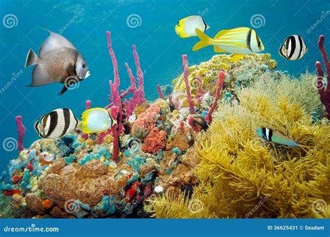 Colored Underwater Marine Life in a Coral Reef Stock Image - Image of ...