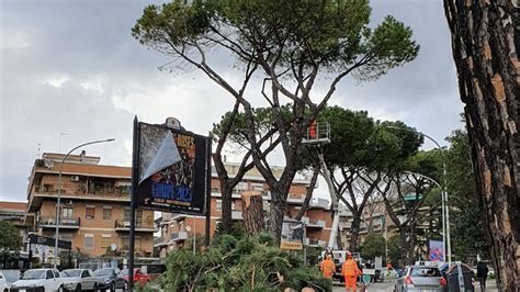 Monteverde Protesta Per L Abbattimento Di Pini