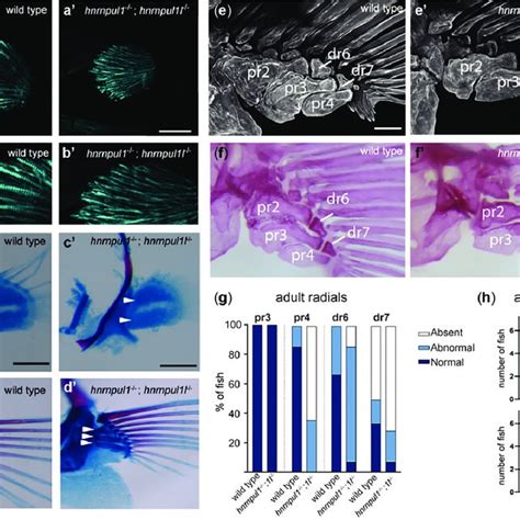 Musculoskeletal Defects In Hnrnpul L Mutant Fins A B Fin Muscle