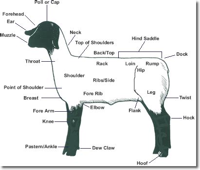 Sheep Digestive System Diagram