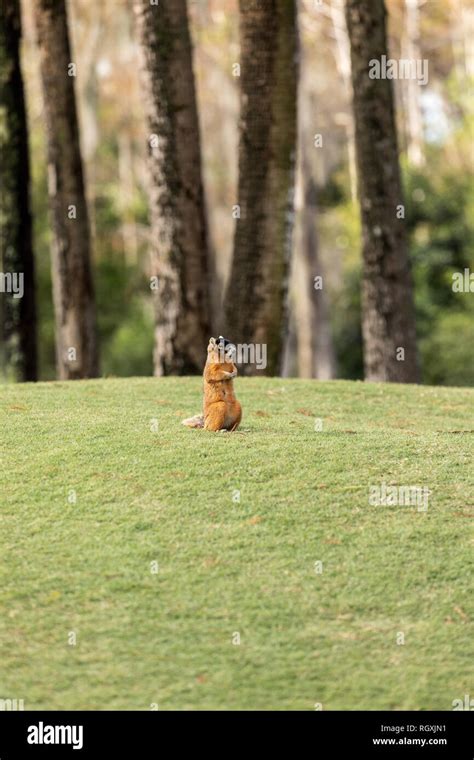 Big Cypress Fox Squirrel High Resolution Stock Photography And Images