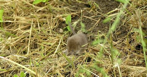 Crewel And Unusual My Baby Moles