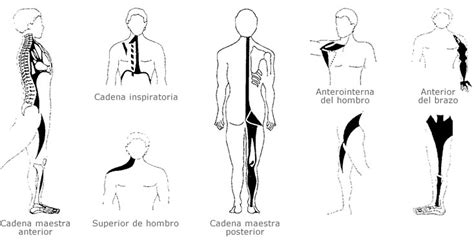 Explorando As Cadeias Musculares No M Todo Pilates Blog Pilates