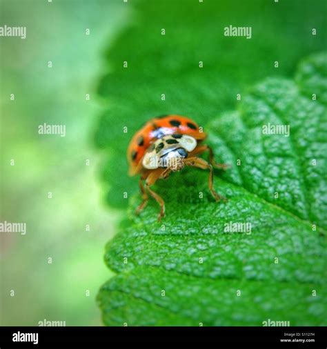 Lady Bird On Green Leaf Stock Photo Alamy