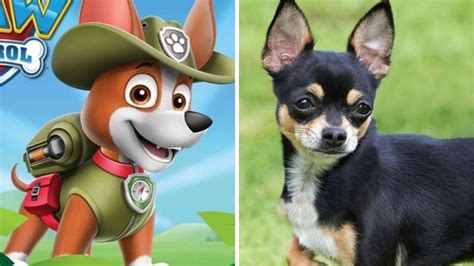 Paw Patrol Datos Incre Bles De Los Perros Chihuahua La Raza De