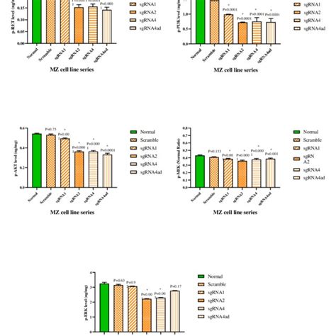 Phosphorylated Proteins RET PI3K AKT MEK ERK In TT Cell Line