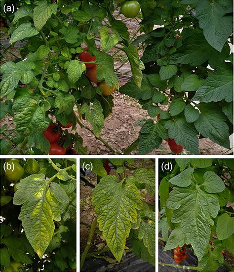 Tomato Chlorosis Virus A Promiscuous Virus With Multiple Host Plants And Whitefly Vectors