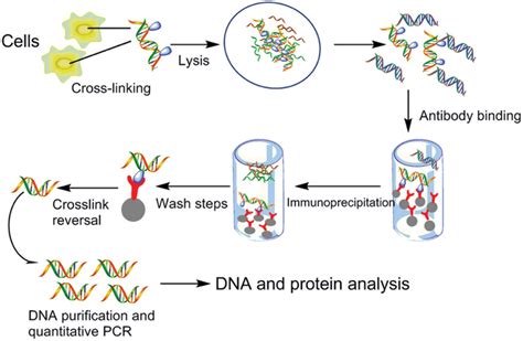 Chromatin Immunoprecipitation Chip Principles And How To Obtain