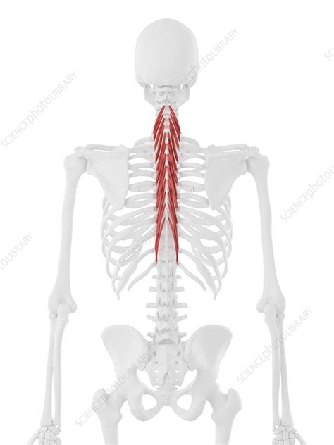 Semispinalis Thoracis Muscle Illustration Stock Image F