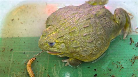 Feeding My African Bullfrog Bullfrog Eating Worms Youtube