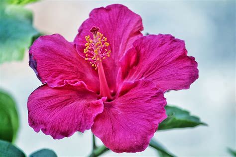 What To Do With Hibiscus Flowers 10 Creative Uses For These Tropical