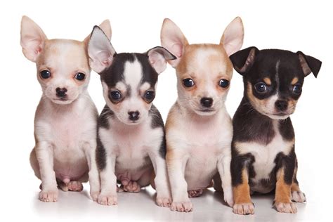 Chiwawa Puppies Pics And Facts