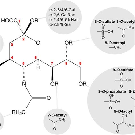 The Symmetry Relation Of Sialic Acid Binding Sites In Viral Attachment Download Scientific