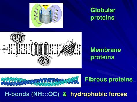 Ppt Protein Physics Lecture Introduction Overview Powerpoint