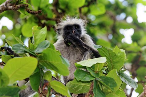 Zanzibar Red Colobus Monkey by Franz Marc Frei