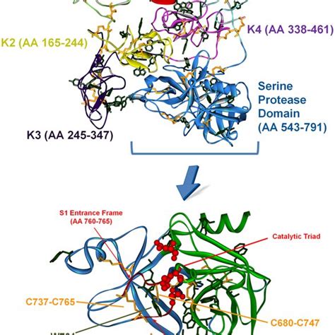 Proteolytic and photonic activation of plasminogen. 3D structures of ...