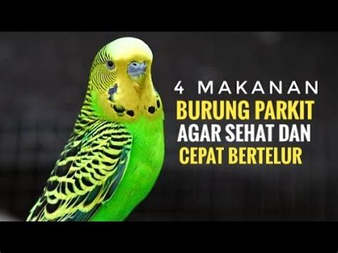 4 Makanan Burung Parkit Agar Sehat Dan Cepat Bertelur YouTube