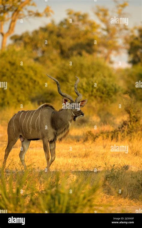 Greater Kudu Tragelaphus Strepsiceros Stock Photo Alamy