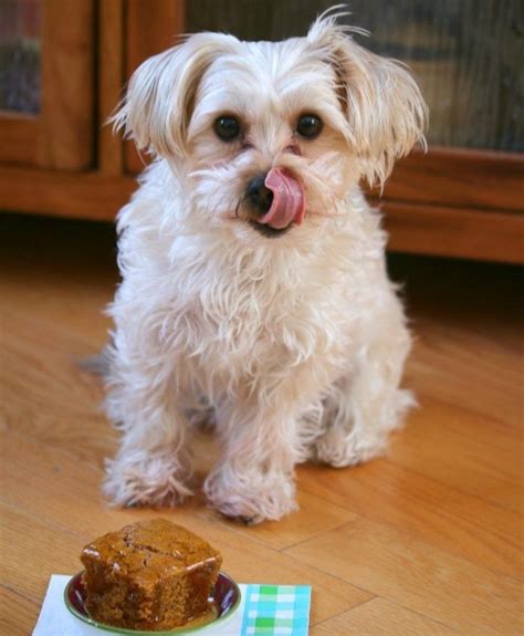 Receta De Pastel Casero Para Tu Perro Recetas De Pasteles Caseros