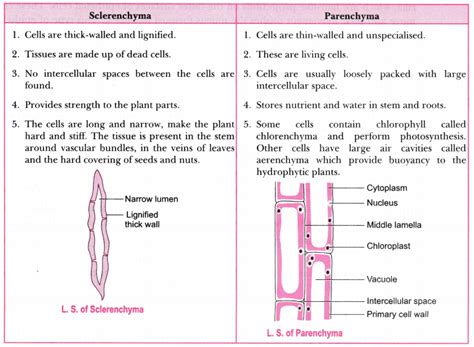 Tissues Class 9 Extra Questions Science Chapter 6 Ncertlibrary