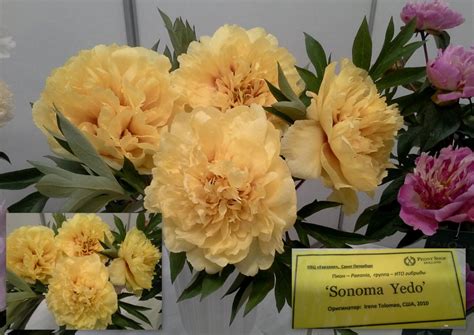 Пион сонома хало - фото и картинки: 68 штук