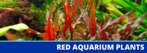 The 10 Best Red Aquarium Plants To Add Color To Your Tank Vivofish