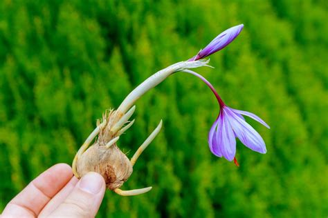 Saffron harvesting - Luxeat