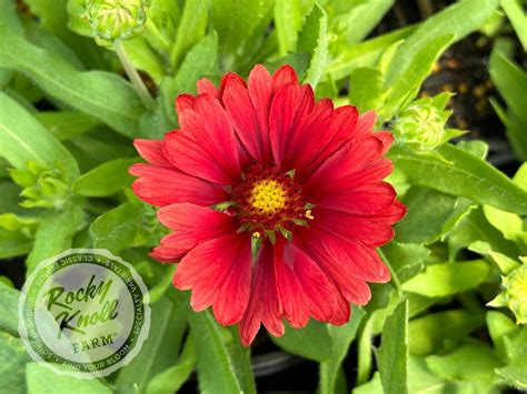 Gaillardia X Grandiflora Mesa Red Rocky Knoll Farm