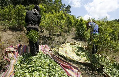 Producción de cocaína alcanza niveles récord por el aumento de