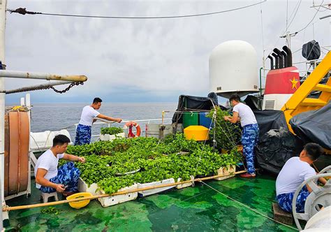 Vườn xanh trên những con tàu Cảnh sát biển Báo Bà Rịa Vũng Tàu Online