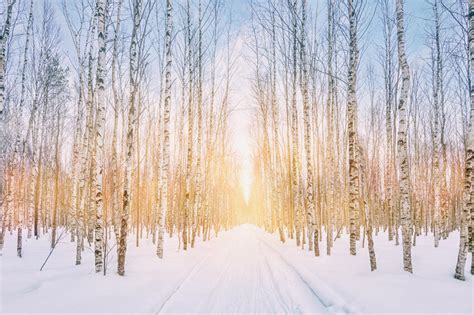 Winter Snowy Forest Park Sunshine Backdrop M11-47 – Dbackdrop