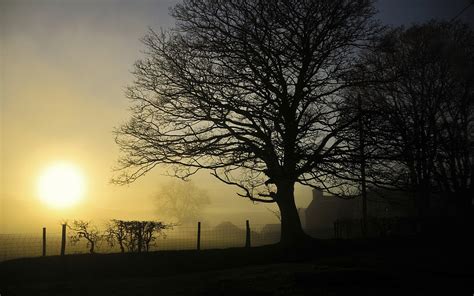 Silhouette Of Tree At Golden Hour HD Wallpaper Wallpaper Flare