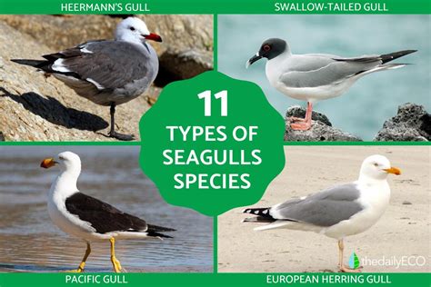 Types Of Seagulls Photos Names And Facts