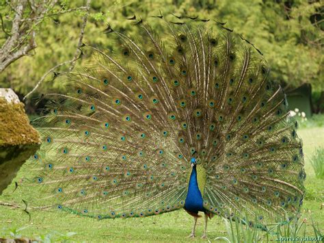 Paon Bleu Pavo Cristatus Faisant La Roue Le Parc De Cl Flickr