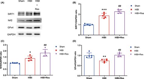 Role Of The Sirt Nrf Gpx Signaling Pathway In Ferroptosis A