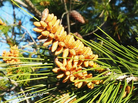 Pinus Halepensis Pino Carrasco Naturaleza Para Todos