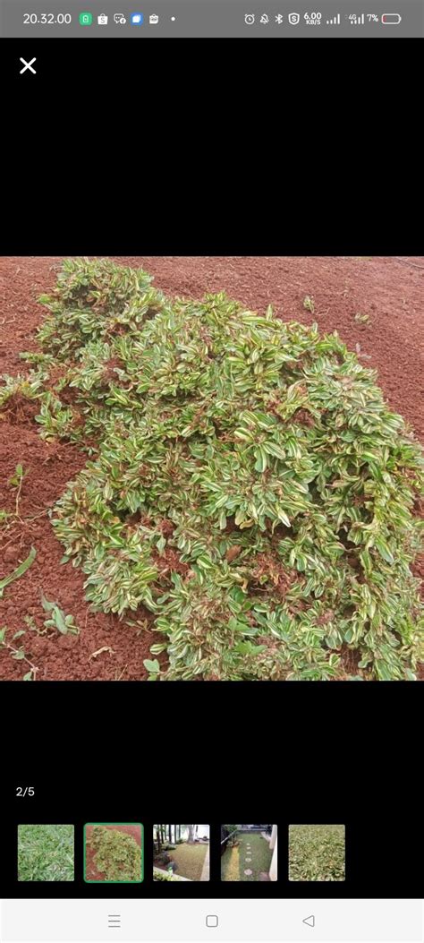 Rumput Gajah Mini Putih Rumput Gajah Mini Varigata Rumput Hidup