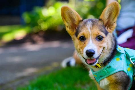 Corgi Temperament: More Mood Swings Than a Teenage Pop Star? - Corgi Planet