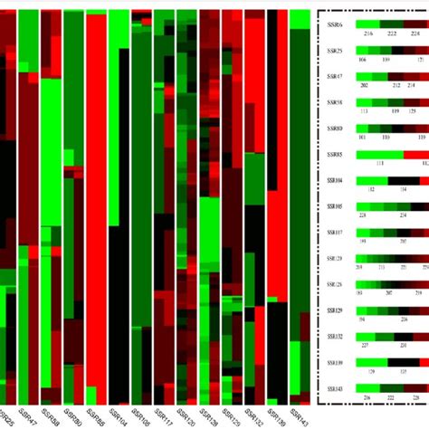 The heat map of population genetic diversity. The length of the... | Download Scientific Diagram