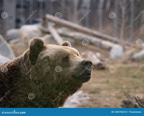 Close Up of a Grizzly Bear`s Face Stock Photo - Image of north, field ...