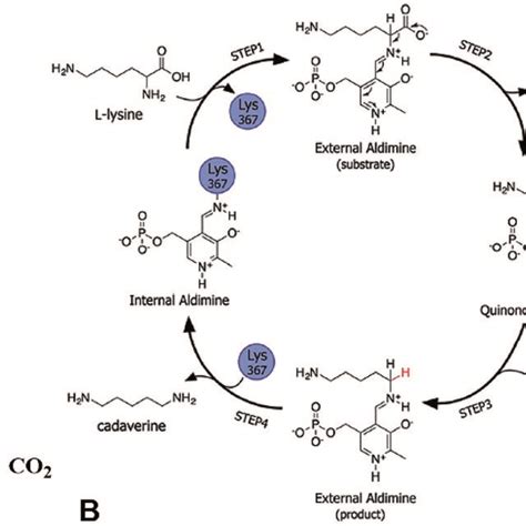 A Cadaverine Production From L Lysine B Possible Reaction Download Scientific Diagram