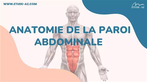 Anatomie De La Paroi Abdominale Pdf Etude Az