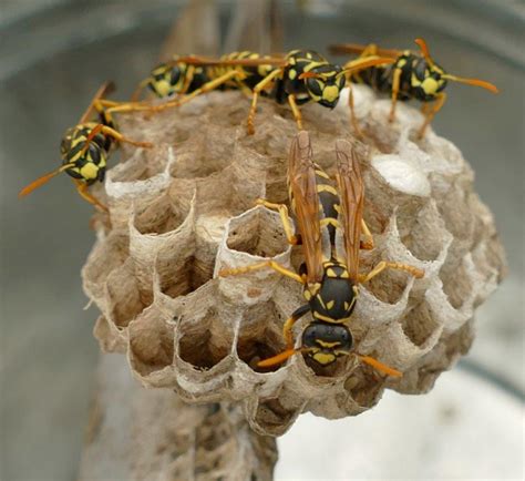 Forma O Sobre Controlo Da Vespa Velutina Inscri Es At De Julho