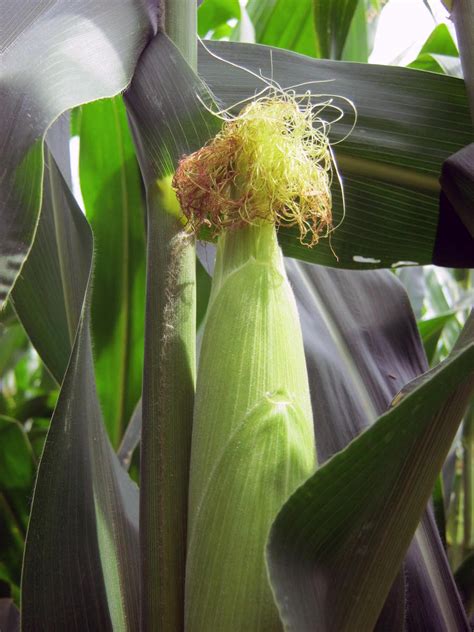 Corn Pollination