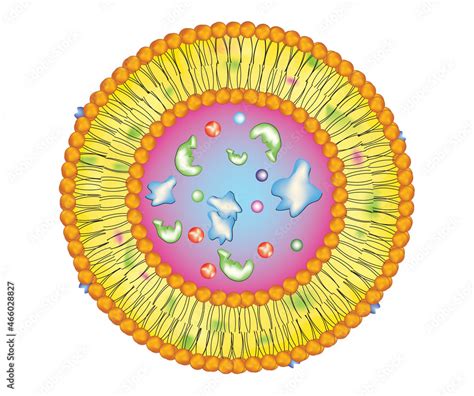 Peroxisome Drawing