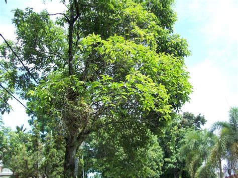 Pohon Tanjung : Klasifikasi, Persebaran, Manfaat, dan Cara Budidaya