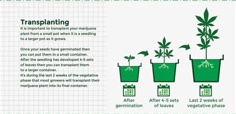 Marijuana Grow Guide - From Seed to Harvest