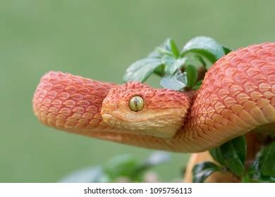 Male Bush Viper Atheris Squamigera Tree Stock Photo